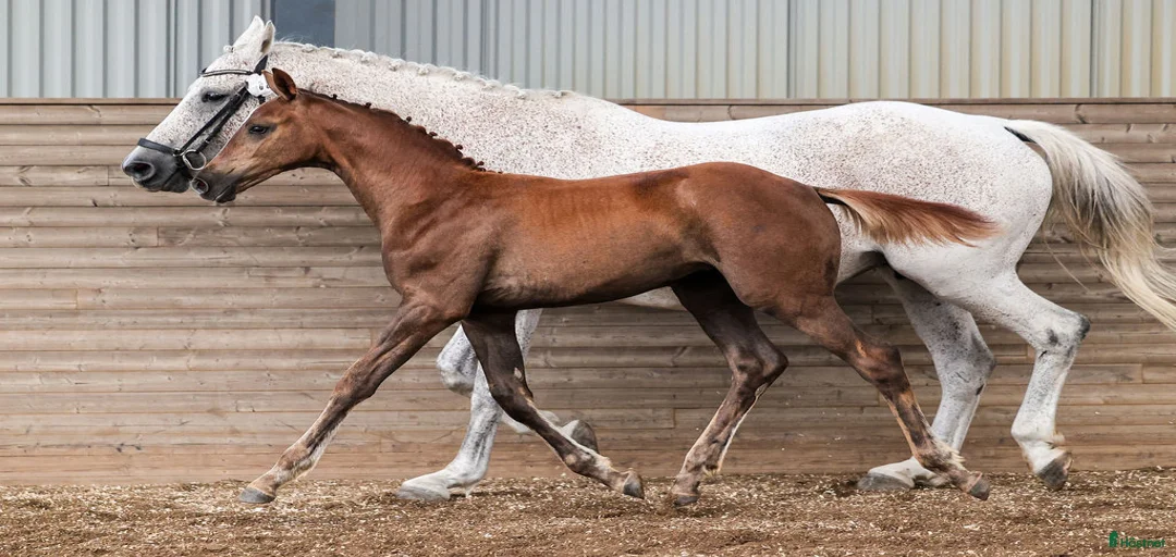 Galleribild {{count}}