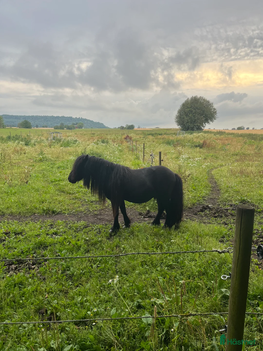 Avelshästar hästar till salu: Avelshingst shetlandsponnyn  i Falköping - Annons 10