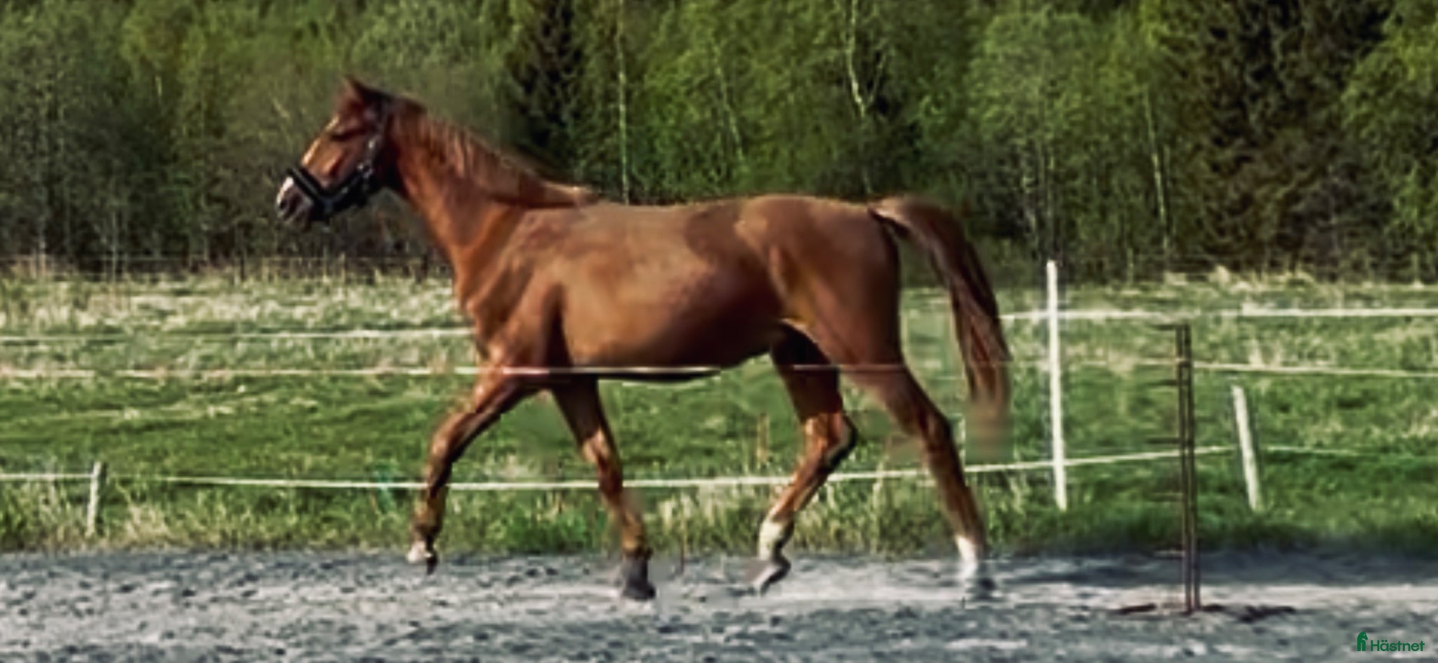  hästar Stilig valack e.Zafferano - Annons 1