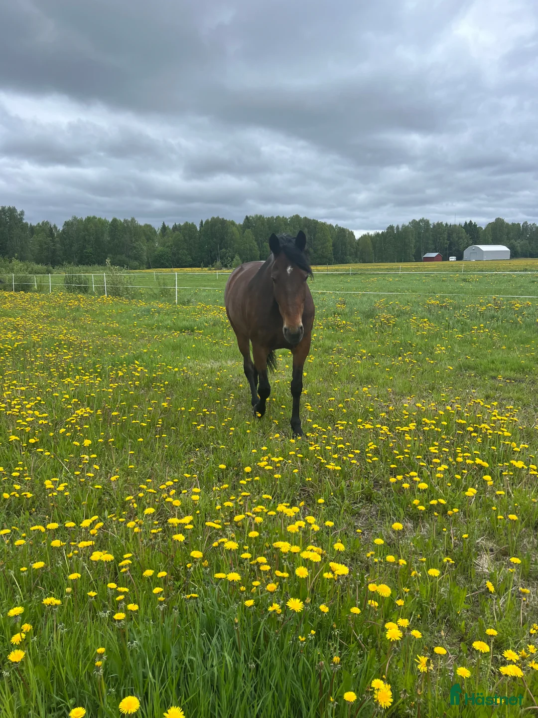 Dressyr hästar till salu: Dressyrhäst med potential  - Annons 2