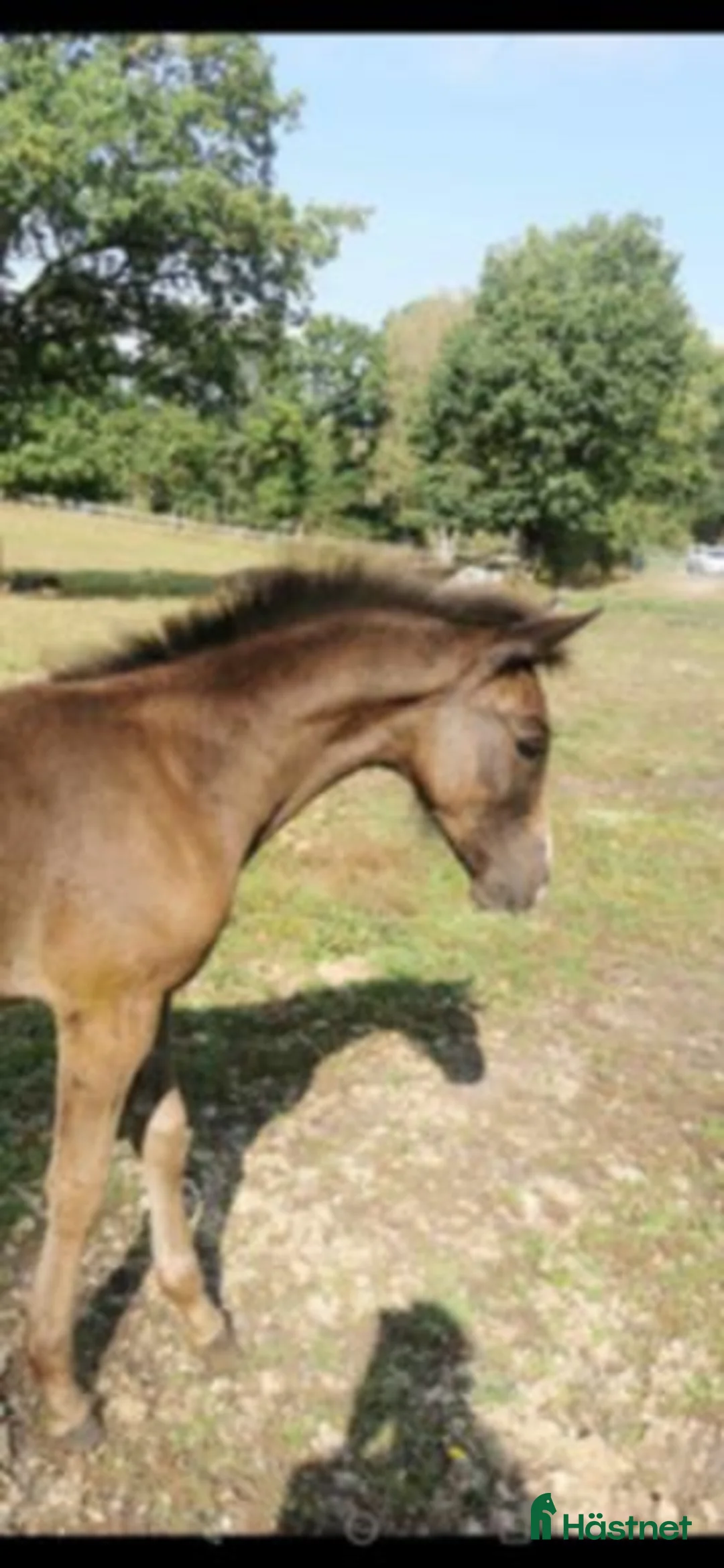 Allround hästar till salu: Gulsvart hingst -24 - Annons 5