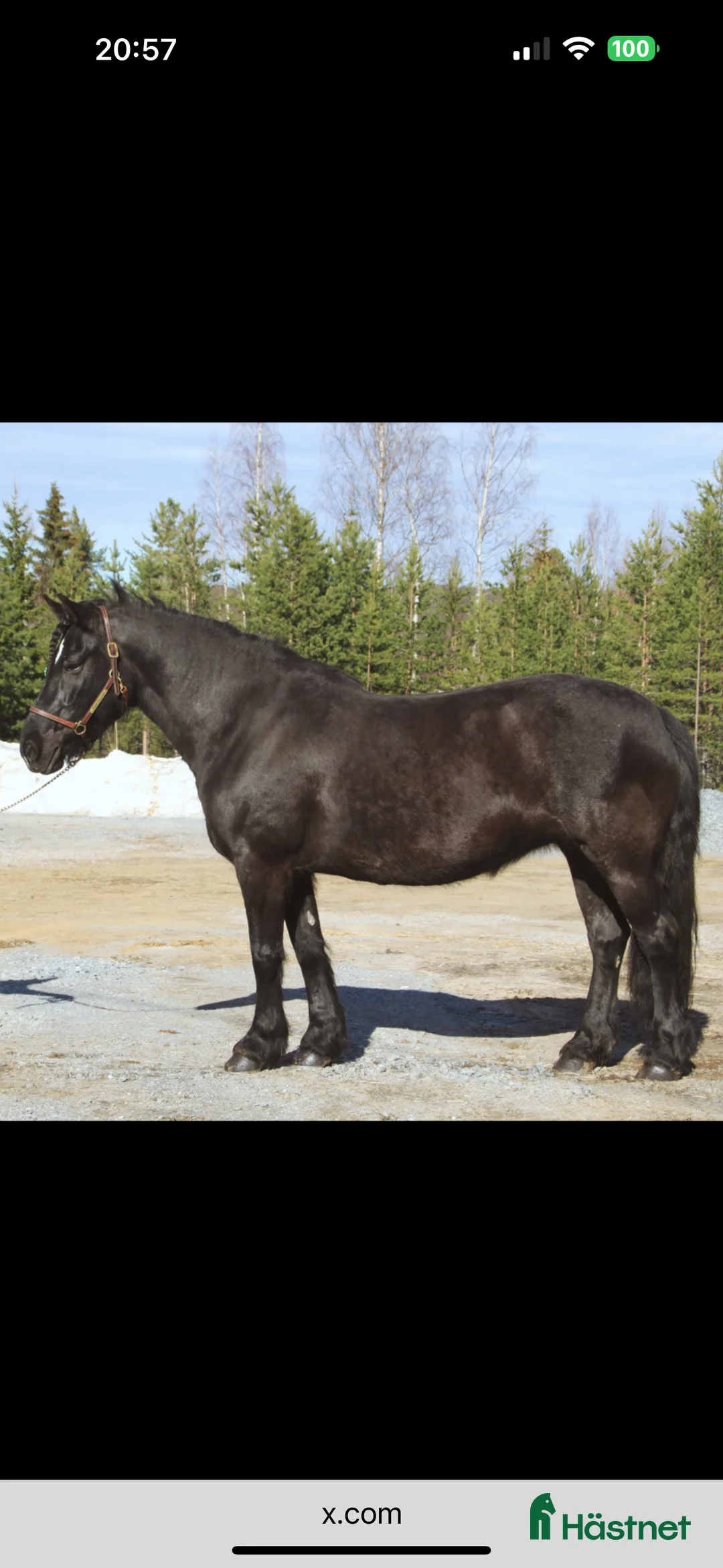 Allround hästar till salu: Vacker underbart kallblodsto i Lycksele - Annons 3
