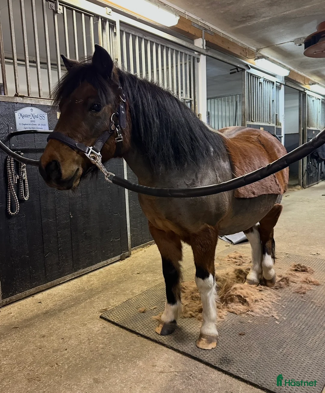 Allround hästar till salu: Den ultimata barnponnyn  - Annons 8