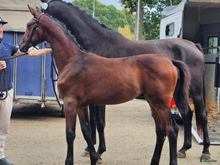 Dressyr hästar till salu: Premie-stoföl i Sölvesborg - Annons 1