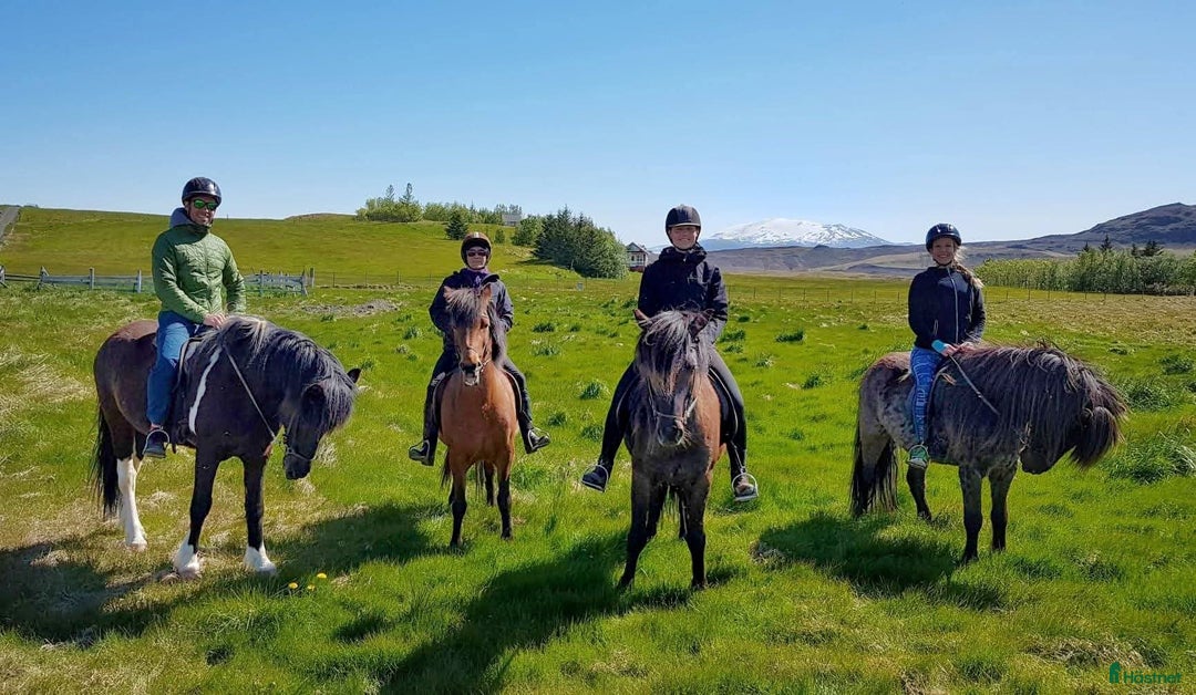  medryttarhäst finnes: Söker 2 hästar runt Västerhaninge  i Västerhaninge - Annons 7
