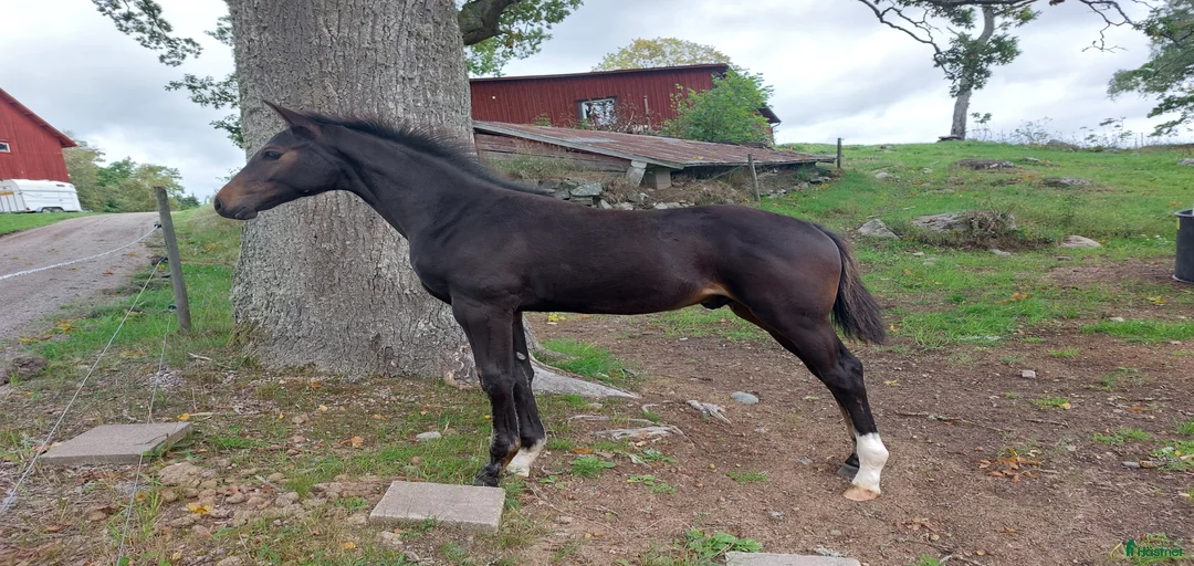 Galleribild {{count}}