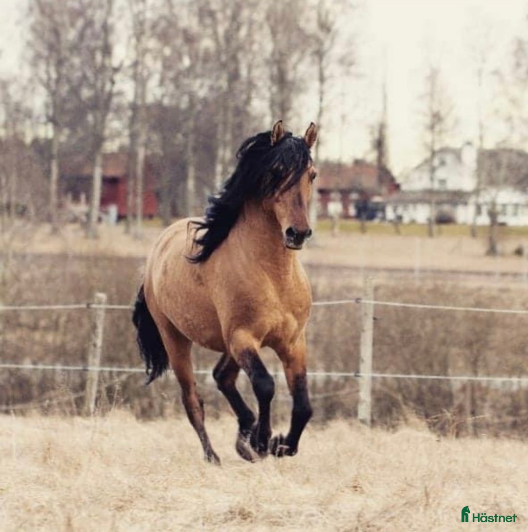 Allround hästar till salu: Kigermustang i Klövedal - Annons 7