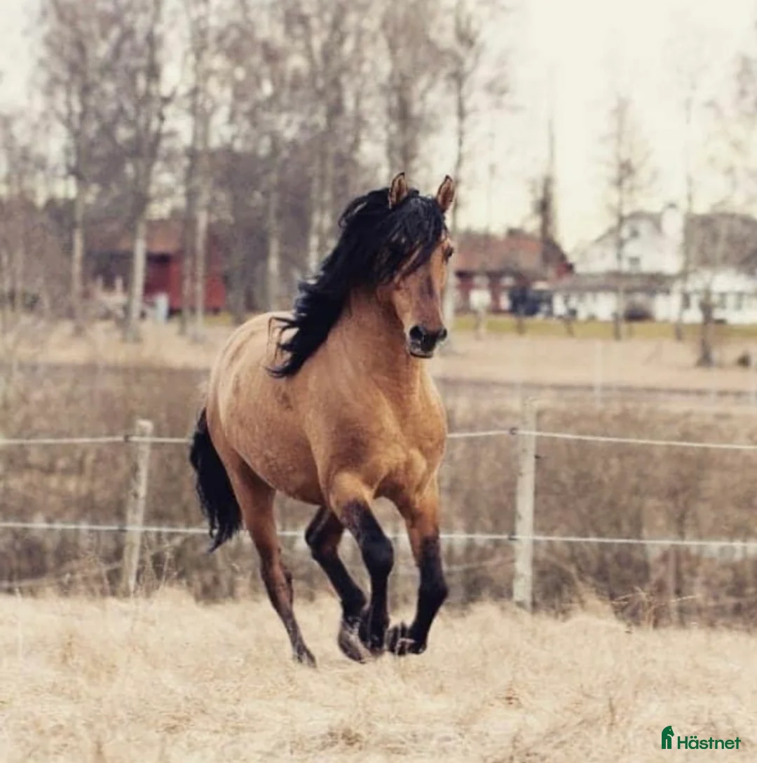 Allround hästar till salu: Kigermustang i Klövedal - Annons 7