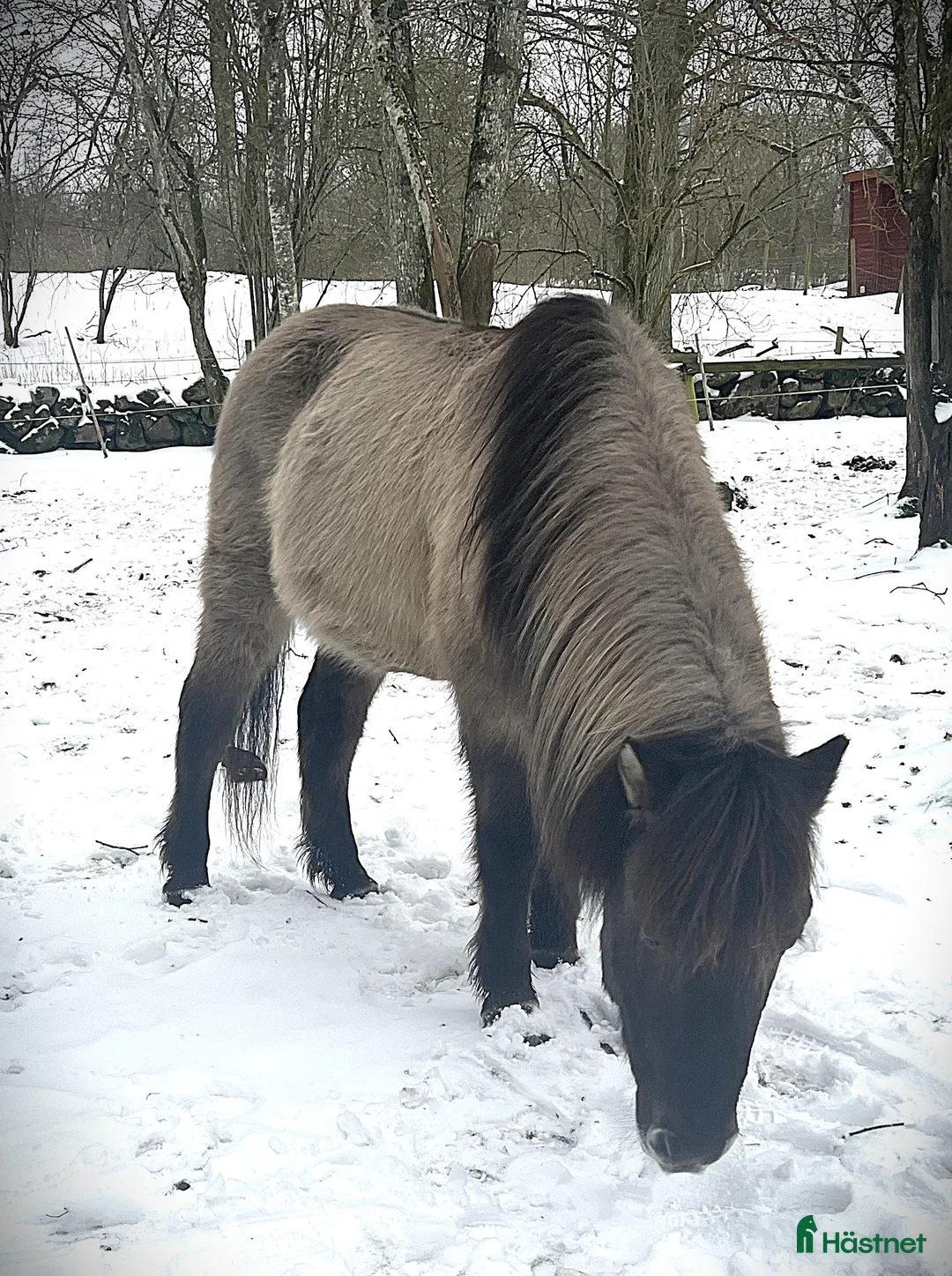 Island hästar till salu: Vackra Valacken Nimbus i Hörby - Annons 2