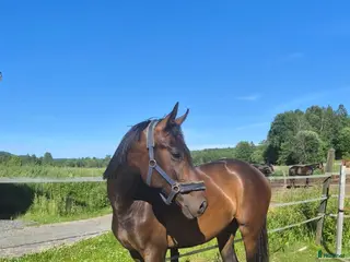 hästar Charmtroll för framtiden - Annons 2