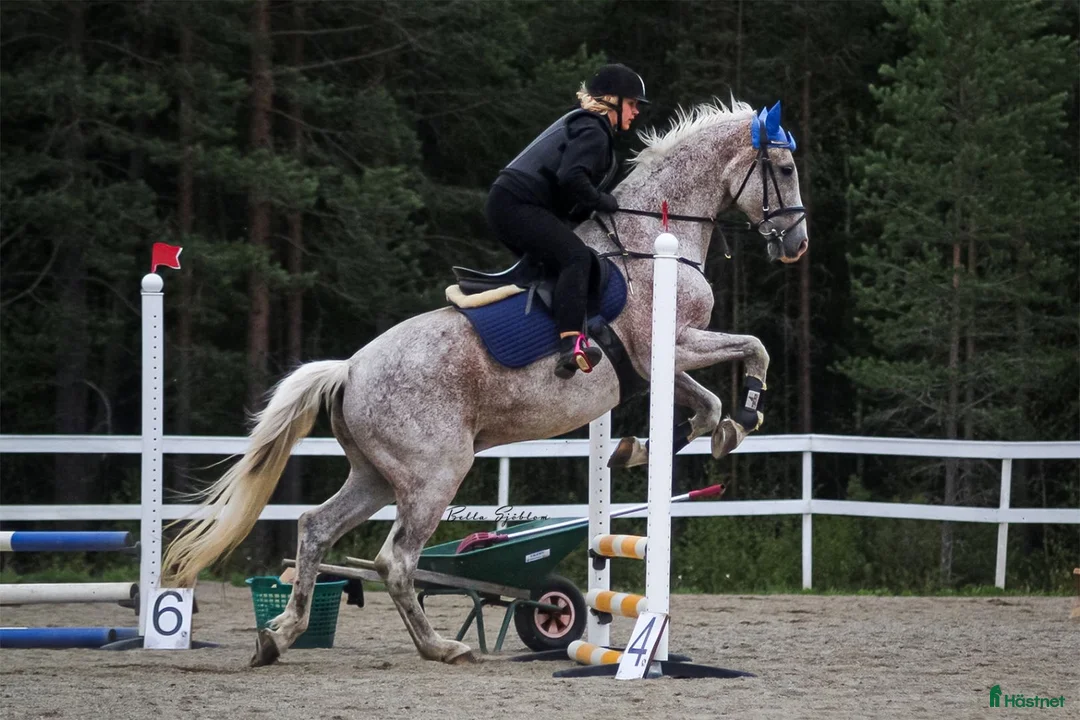  medryttarhäst sökes: Söker medryttarhäst i Hudiksvall - Annons 2