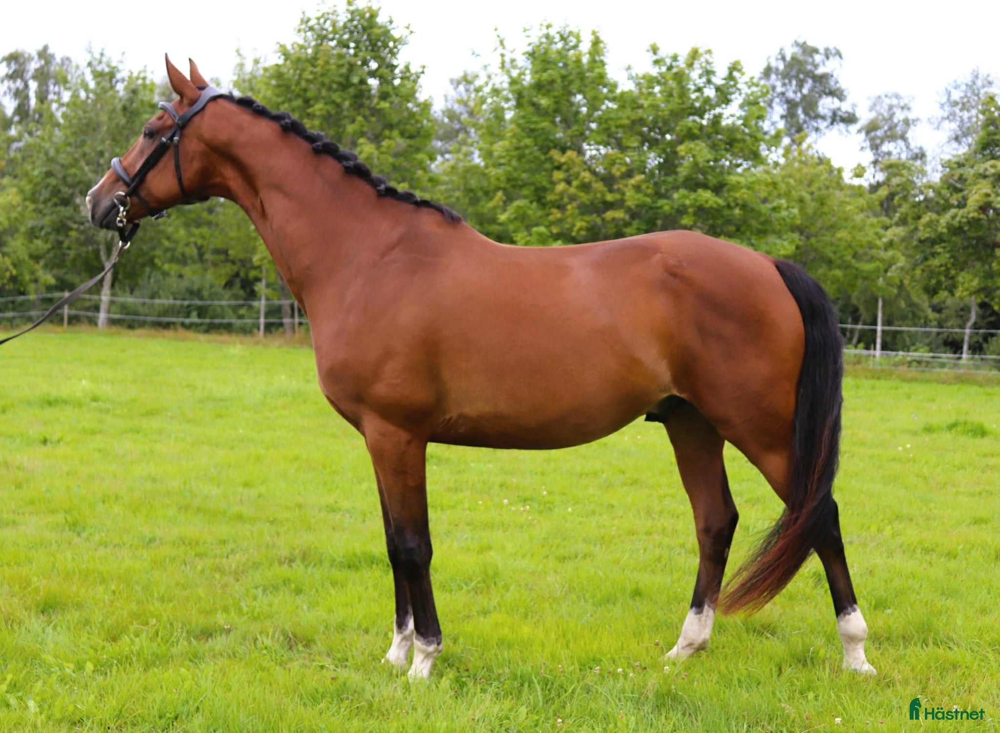 Dressyr hästar till salu: Dressyrvalack i Rottne - Annons 1