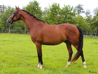 hästar Dressyrvalack i Rottne - Annons 18