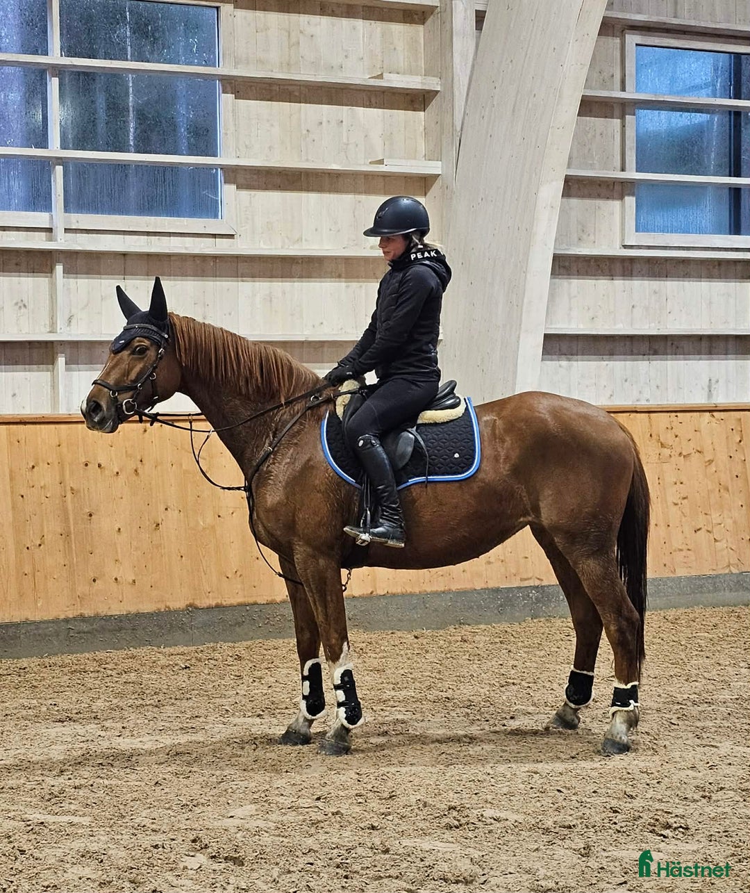 Allround hästar till salu: Vänligt & arbetsvilligt sto med lite extra krydda. - Annons 1