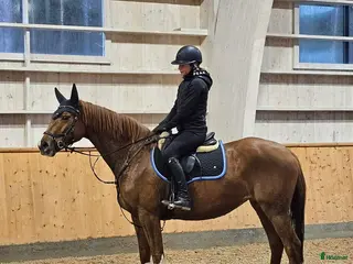 Allround hästar till salu: Vänligt & arbetsvilligt sto med lite extra krydda. - Annons 2