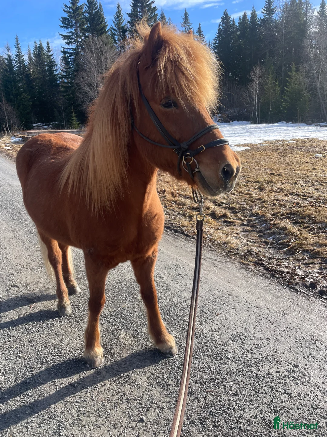 Island hästar till salu: Islandshäst - Annons 1