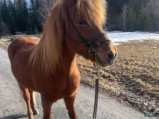 hästar Islandshäst - Annons 3