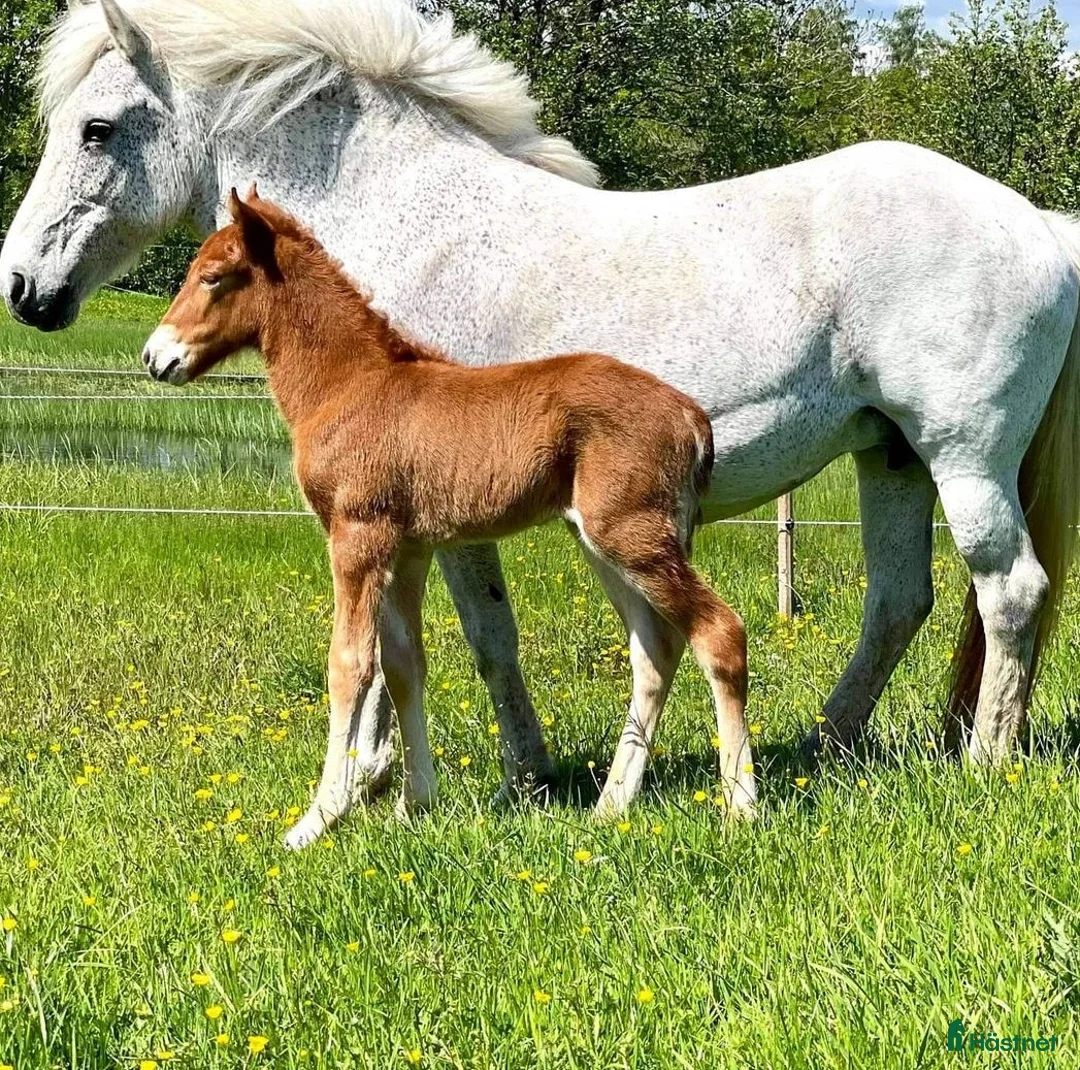 Island hästar till salu: Välrest valack i Ankarsrum - Annons 2