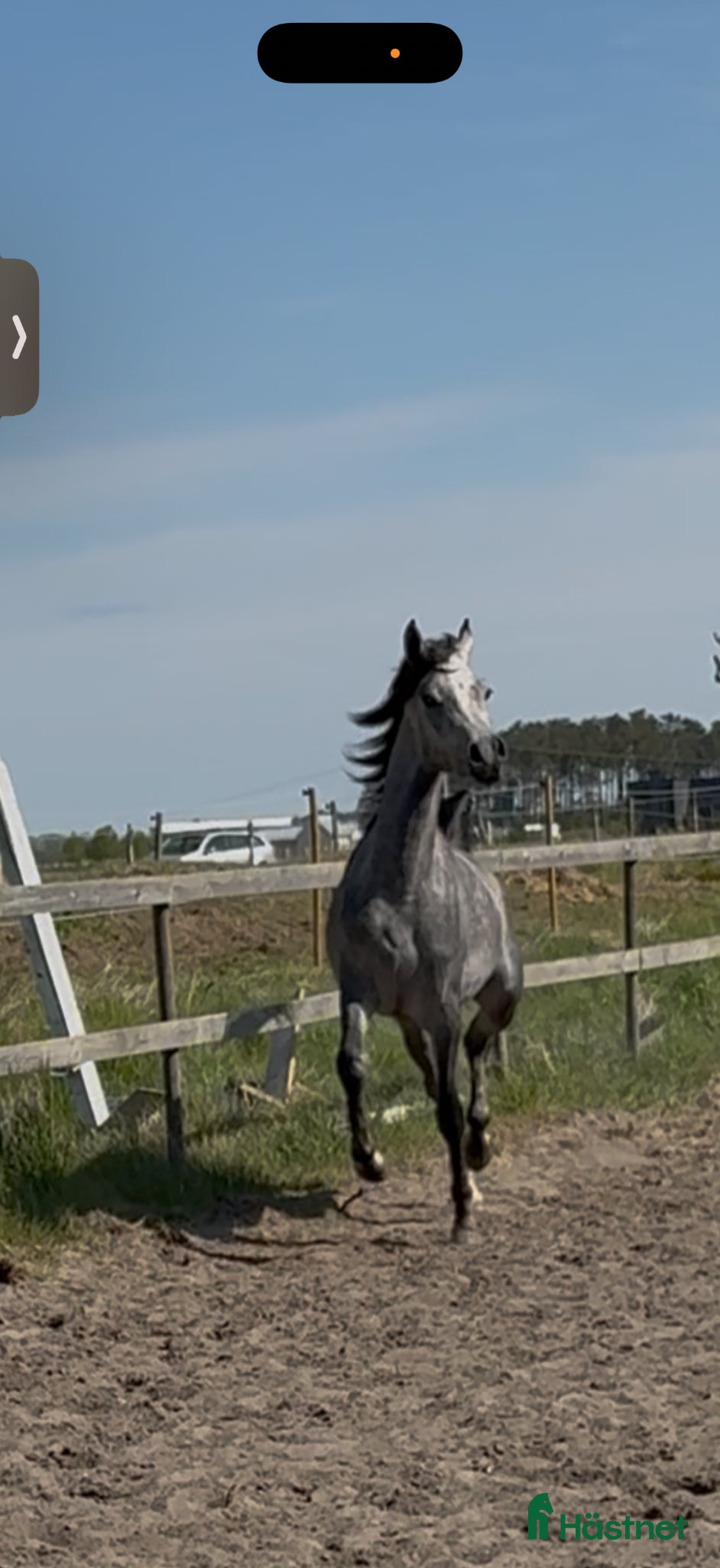  hästar Arabhingst med Topstam från känt stuteri i Belgien - Annons 2