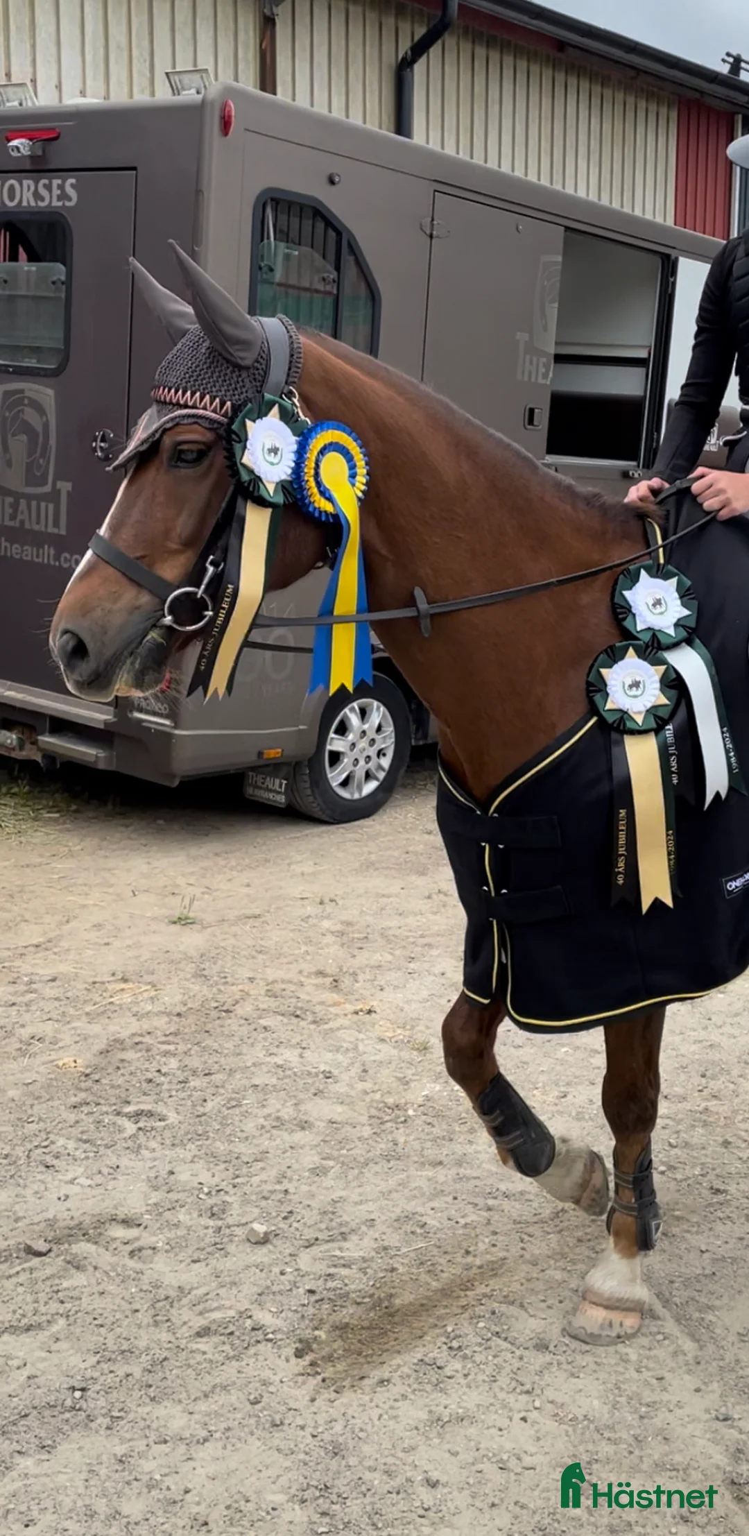 Allround hästar till salu: En på miljonen - Annons 5