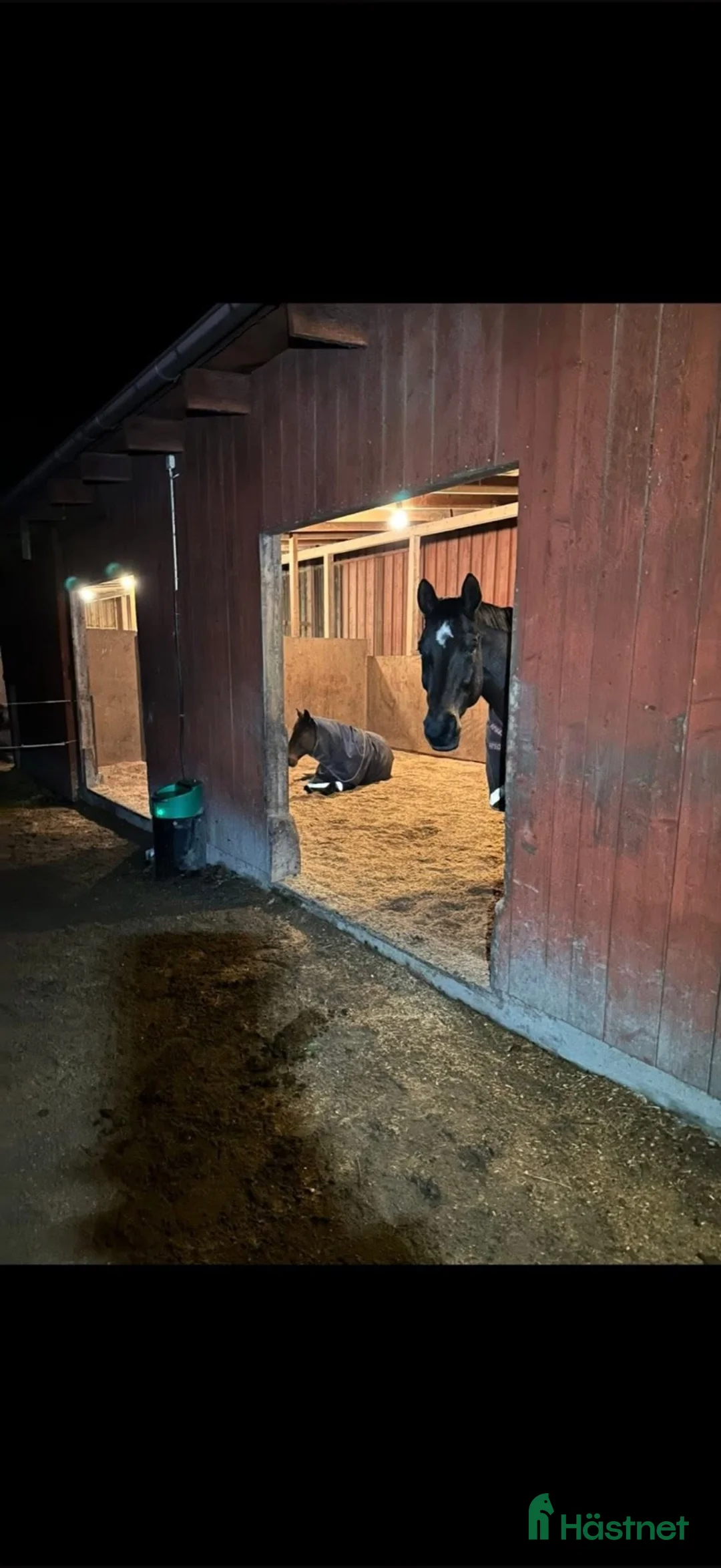  stallplats finnes: Lösdrift för valacker/unghingstar finnes  i Linneryd - Annons 1