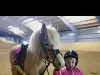 hästar Världens bästa barnponny- once in a life time! i Mörbylånga - Annons 10