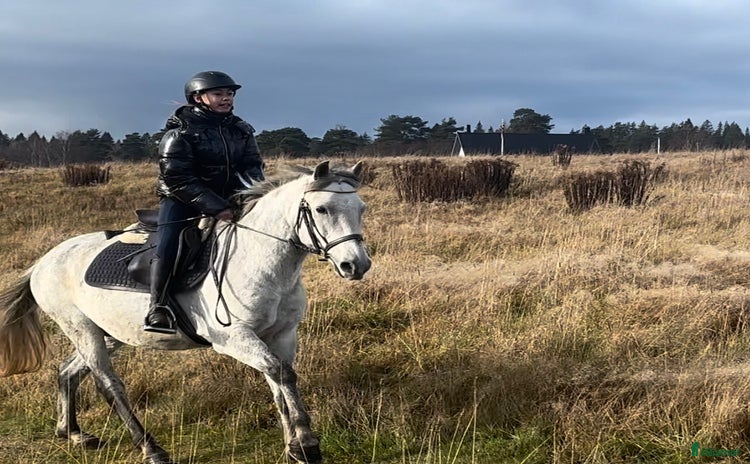  hästar i Borås - Annons 1