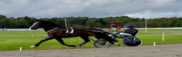 Allround hästar till salu: Kallblod - Annons 3
