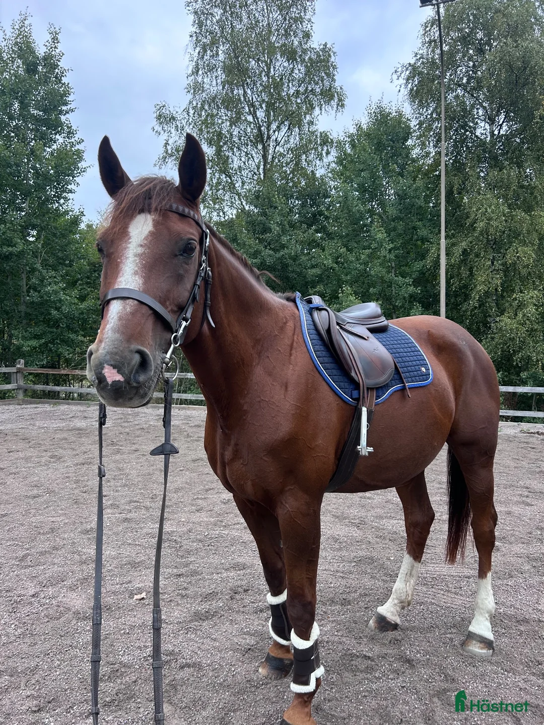 Hoppning hästar till salu: Läromästare som alltid tar dig i mål! - Annons 2