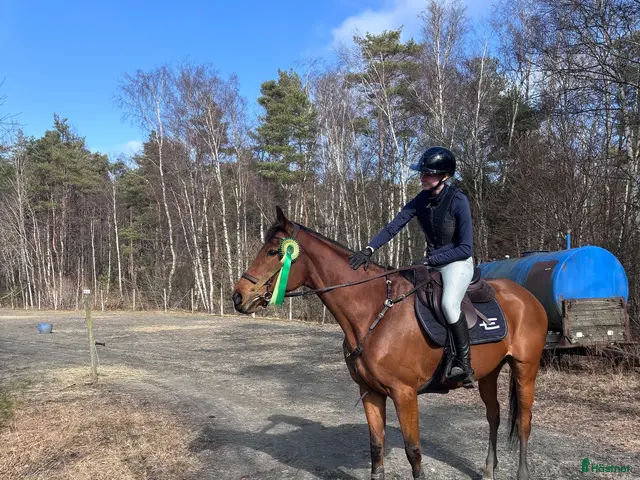 hästar till salu: En bästa vän att ha kul med i alla grenar! - Annons 2