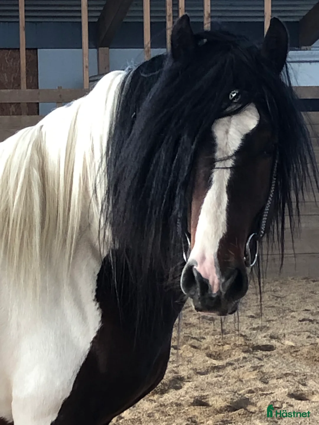 Allround hästar till salu: Irishcob hingst  i Hedemora - Annons 3