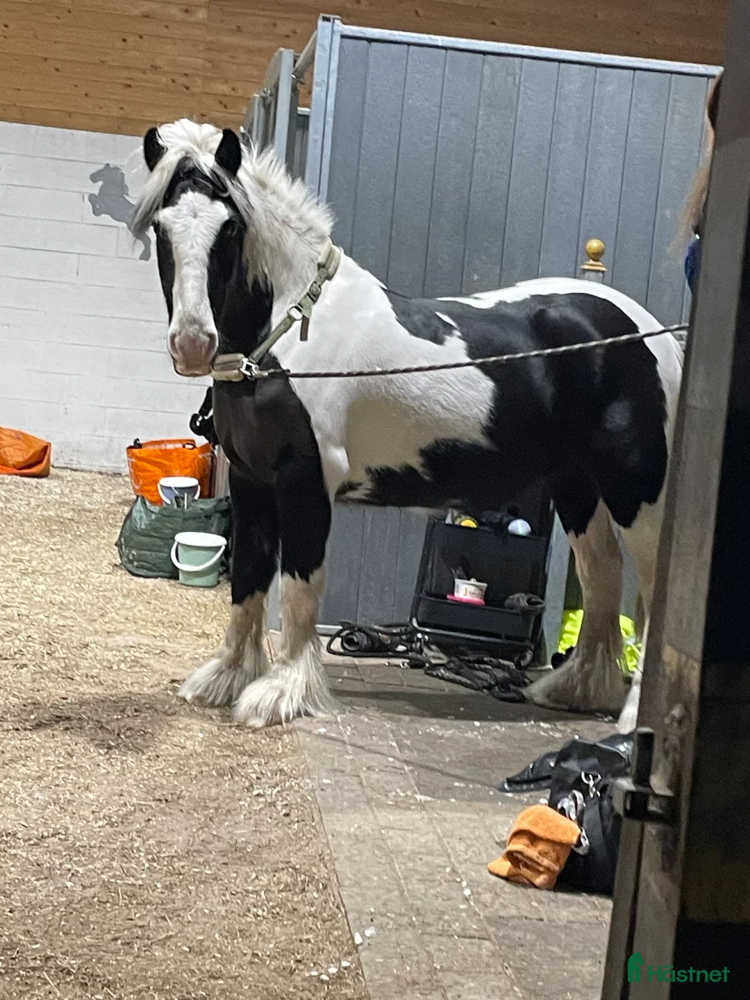 Allround hästar till salu: Charmören Jessie i Ronneby - Annons 1