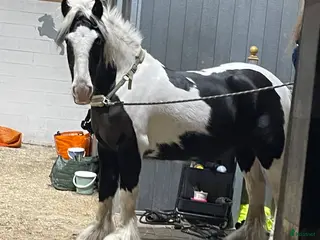 hästar Charmören Jessie i Ronneby - Annons 9