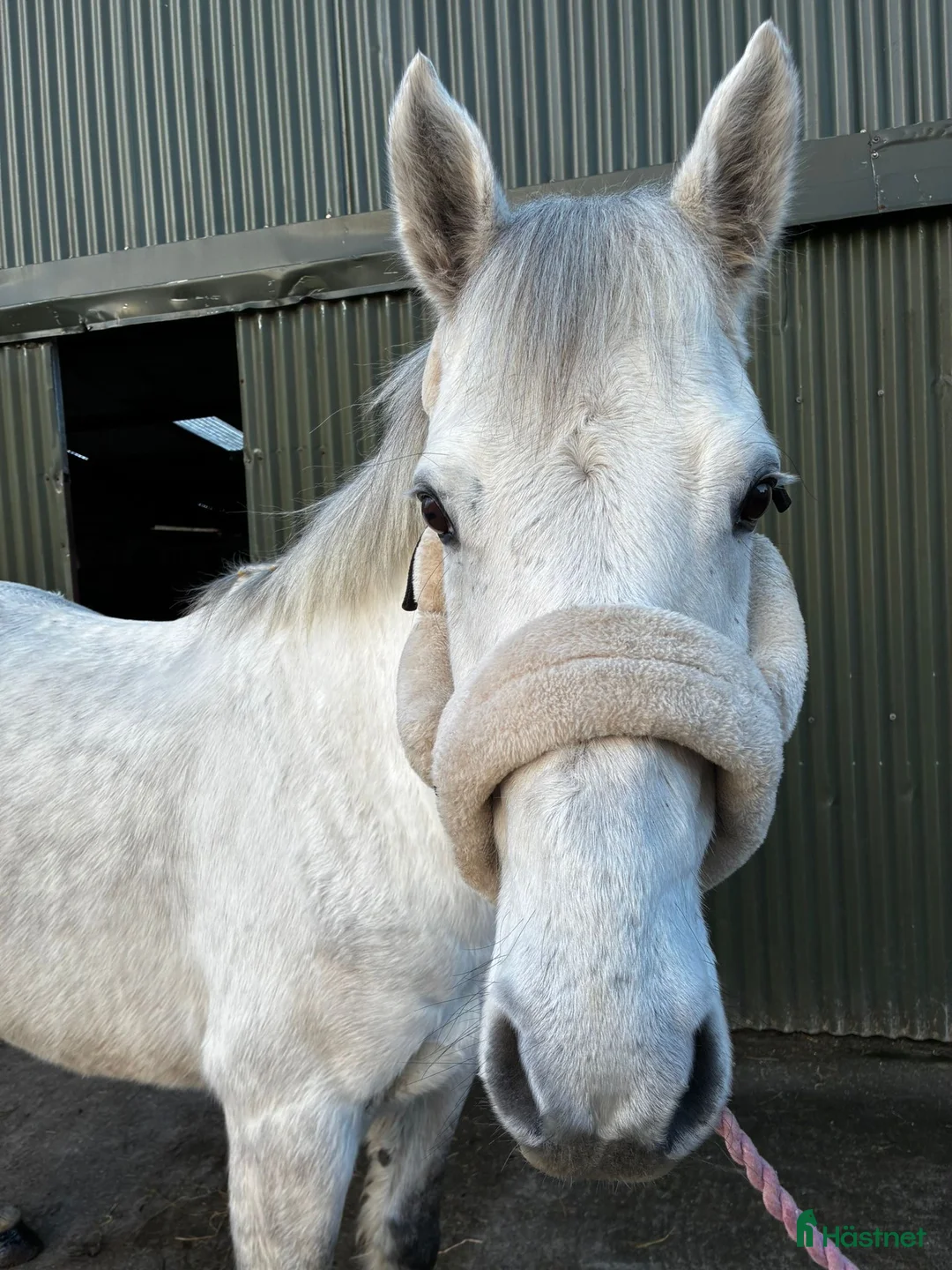 Allround hästar till salu: 6yo Connemara gelding  i Ljungby - Annons 8
