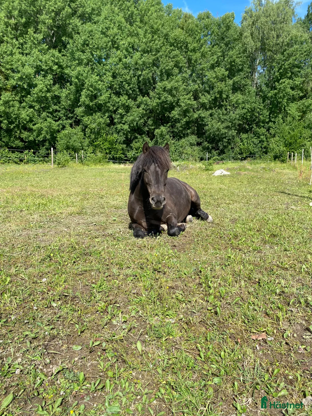  medryttarhäst finnes: Medryttare/delfodervärd sökes ENKÖPING - Annons 2