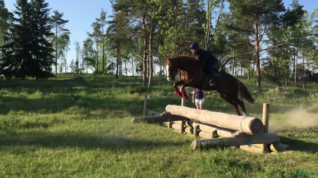  medryttarhäst sökes: Erfaren ryttare söker medryttarhäst - Annons 2