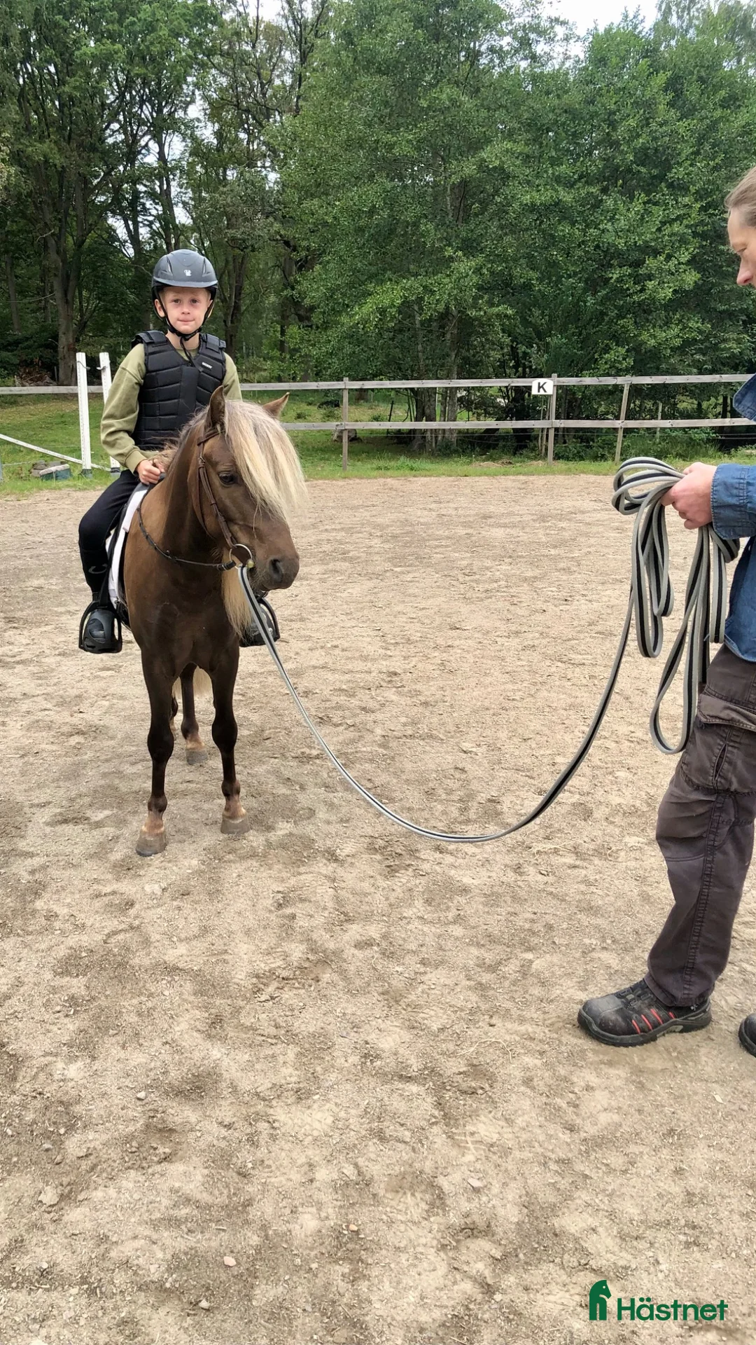 Allround hästar till salu: Tysk Klassisk Ponny, stamtavla, inridning påbörjad - Annons 2