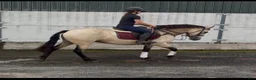 Allround hästar till salu: Beautiful Connemara mare! - Annons 14