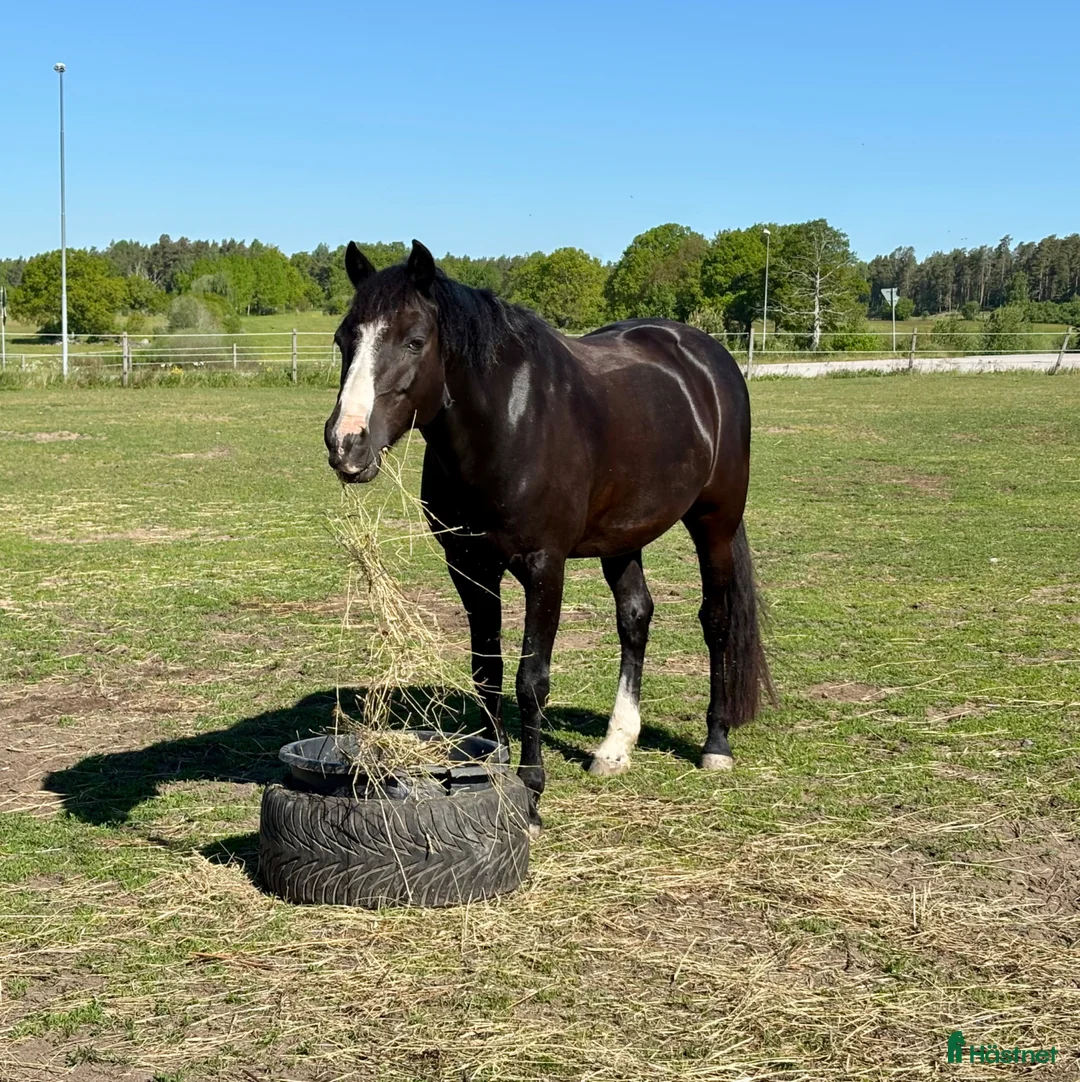 Dressyr hästar till salu: Snygg träningskompis! - Annons 1
