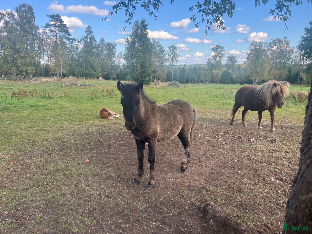 Allround hästar till salu: Stort hingstföl i Ramkvilla - Annons 3