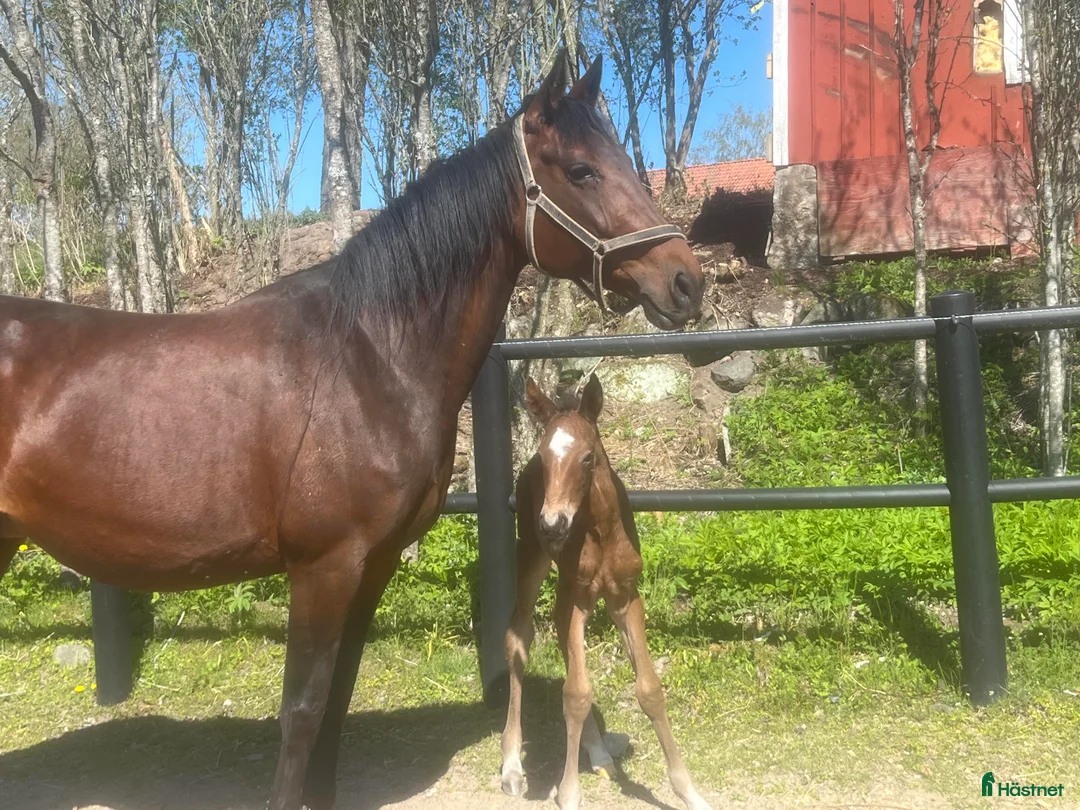 Trav hästar till salu: Fölsto dräktigt med Fame And Glory i Mellösa - Annons 3