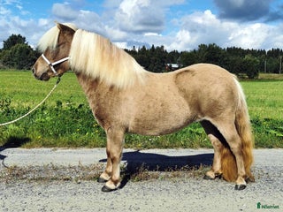 hästar Avelssto minishetland i Bjästa - Annons 2