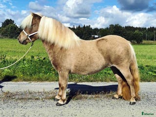 hästar Avelssto minishetland i Bjästa - Annons 1