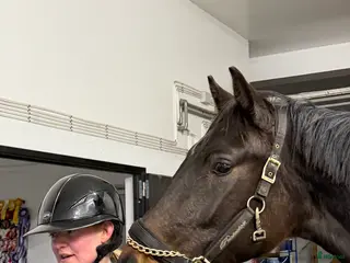 hästar Mörk 2-årig dressyrvalack med fantastiska bakben! i Jonstorp - Annons 11