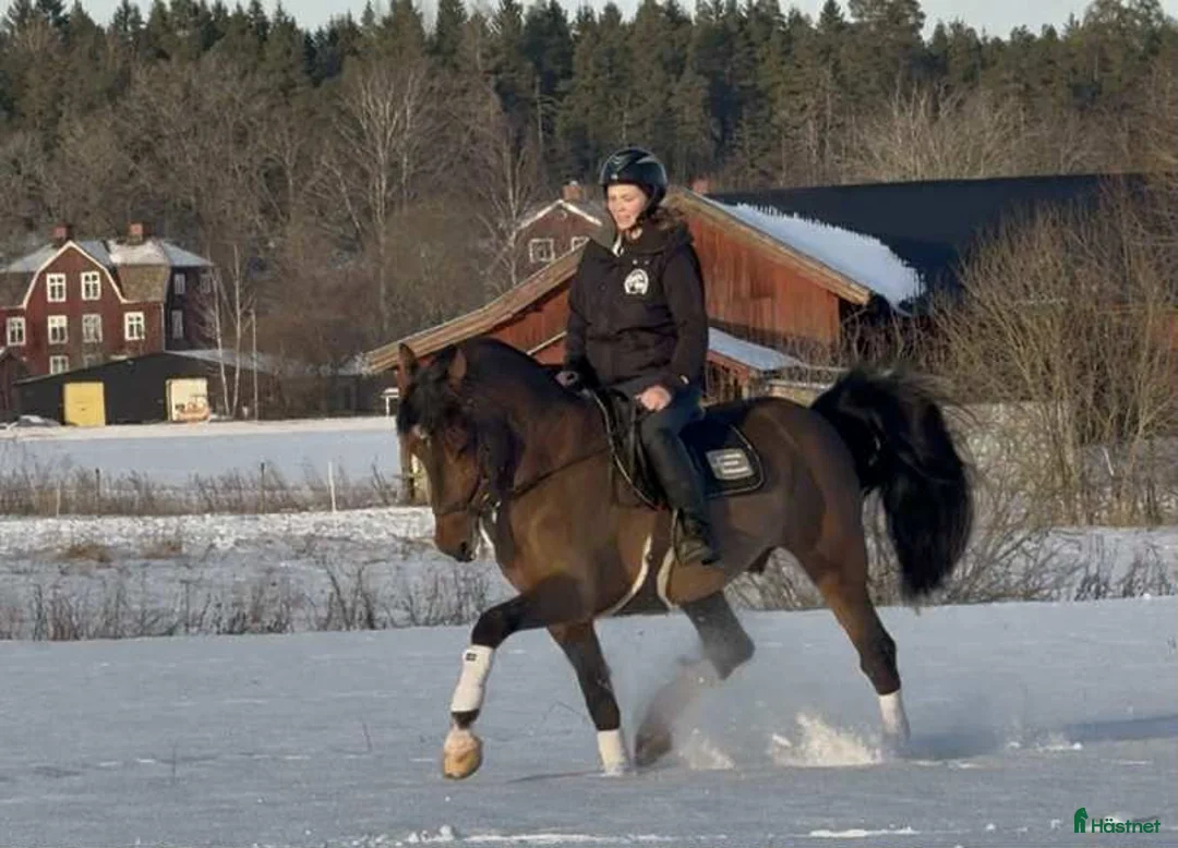Allround hästar till salu: Trygg och okomplicerad valack i Sala - Annons 5