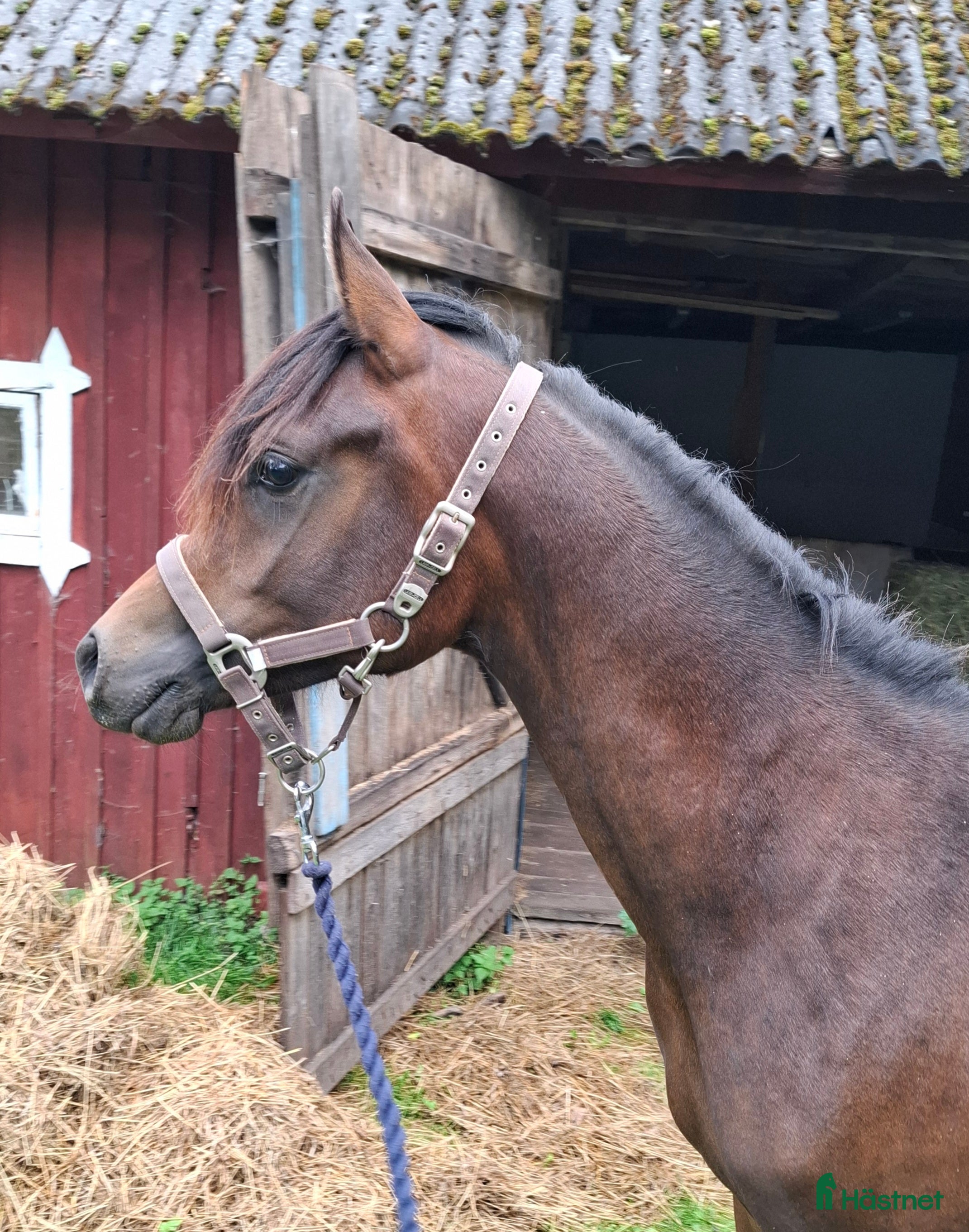  hästar Coolaste killen!  i Agunnaryd - Annons 18