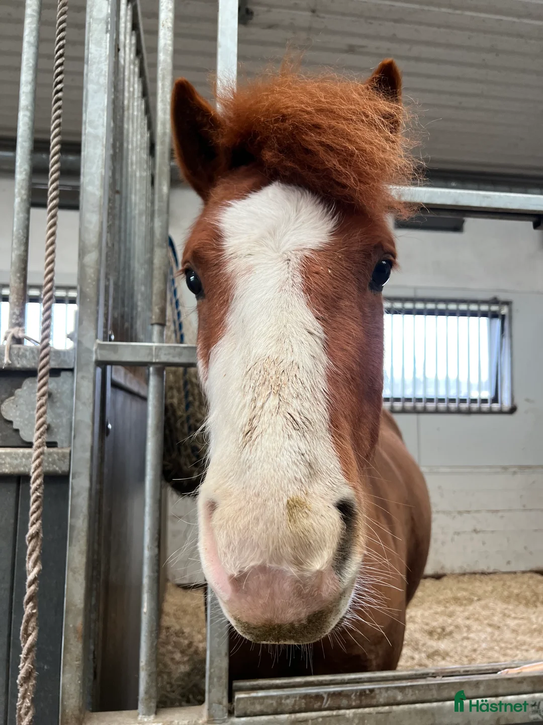 Trav hästar till salu: Trav eller ridponny  - Annons 3