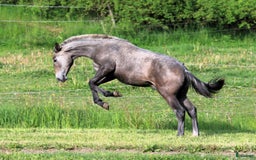 Dressyr hästar till salu: SvenskföLusitanohingst i toppklass, säljes/bytes i Örsundsbro - Bild 4