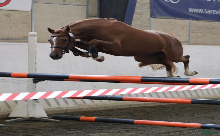  hästar i Broaryd - Annons 6