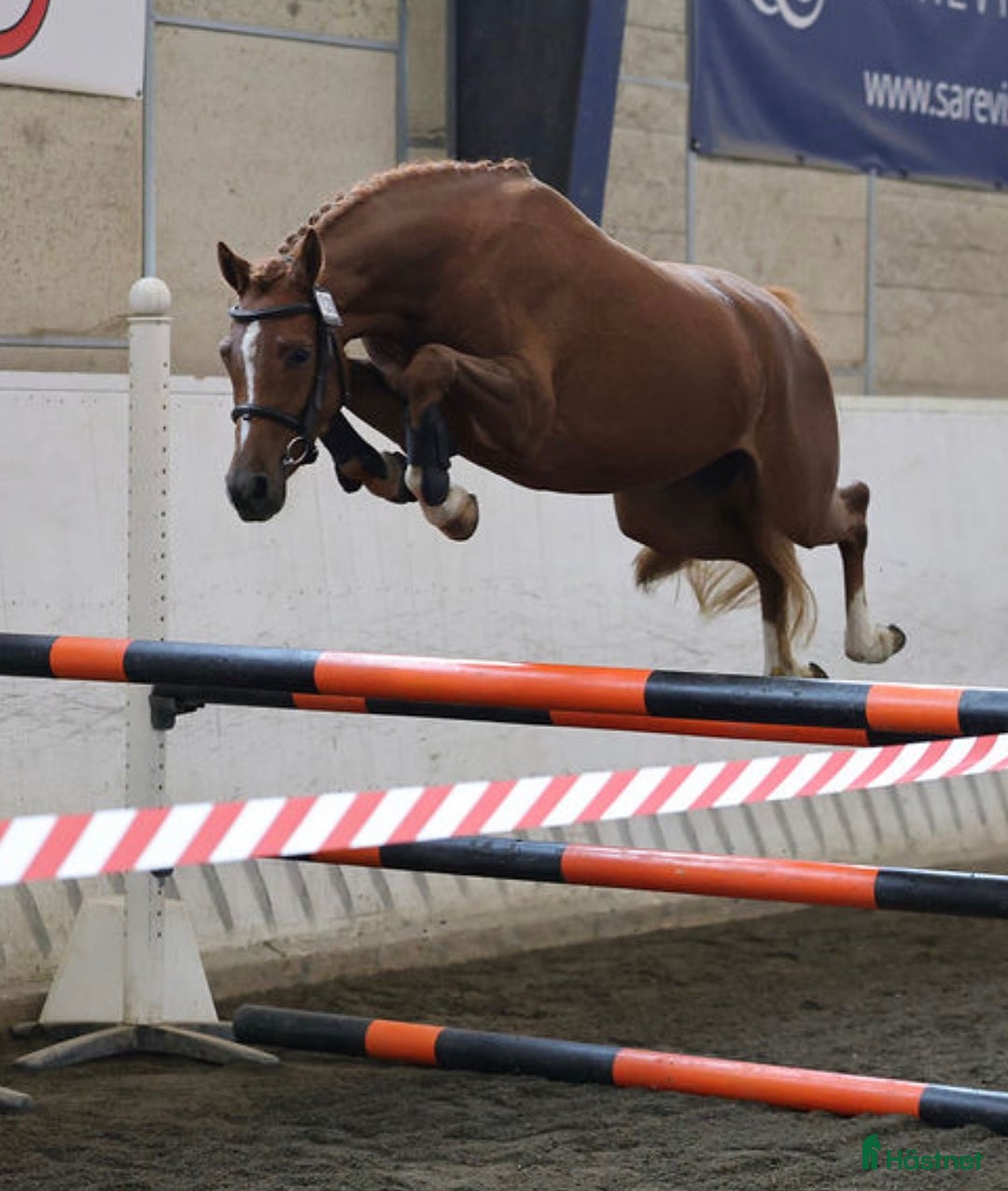 Hoppning hästar till salu: För dig som satsar på ungponny Sm 2026 i Broaryd - Annons 2